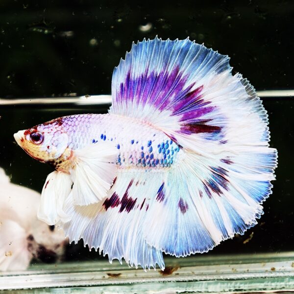 Betta Fish Full Moon Magical Fancy Purple Marble Dumbo DTHM - Image 6