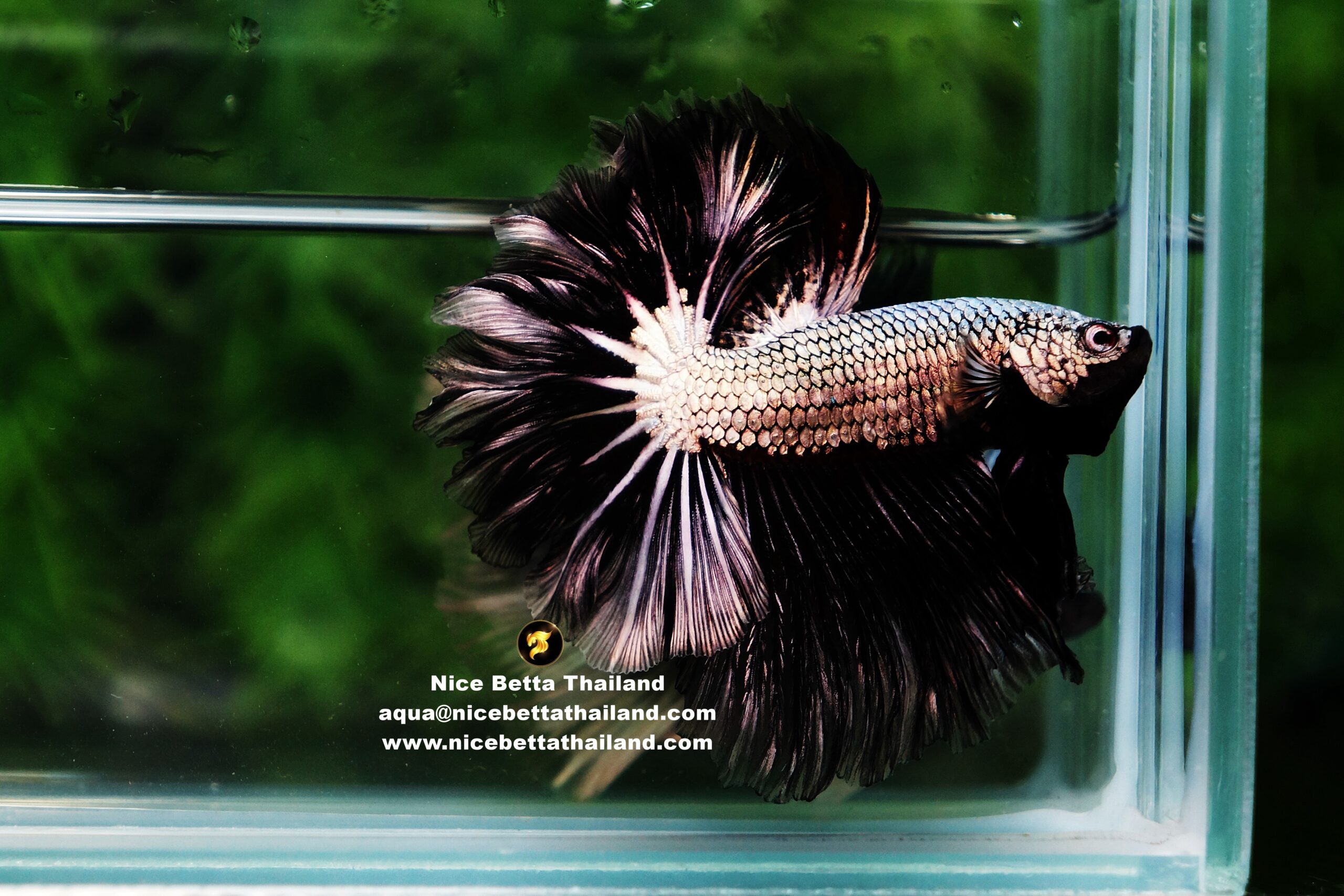 Black Copper Dragon betta fish