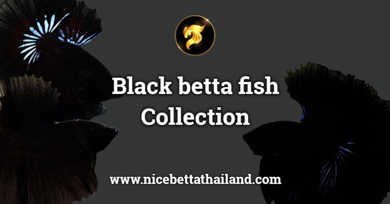 Black betta fish