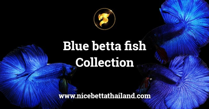 Blue betta fish