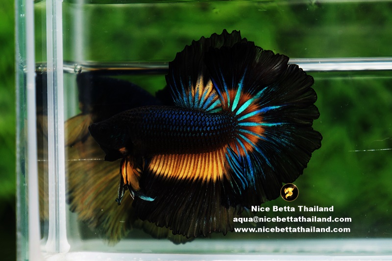 Butterfly Betta Fish For Sale