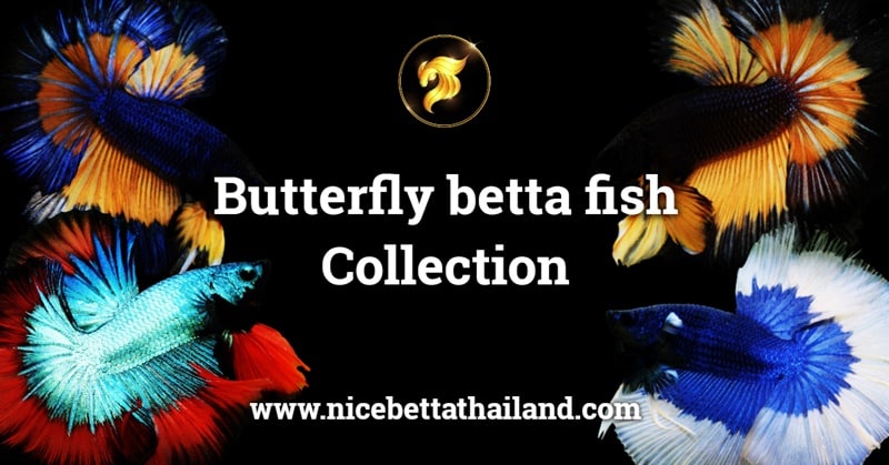 Butterfly betta fish