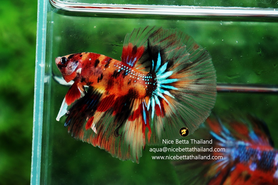 Candy Betta Fish Nice Betta Thailand