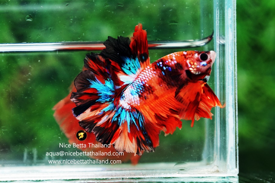 Candy Betta Fish Rosetail