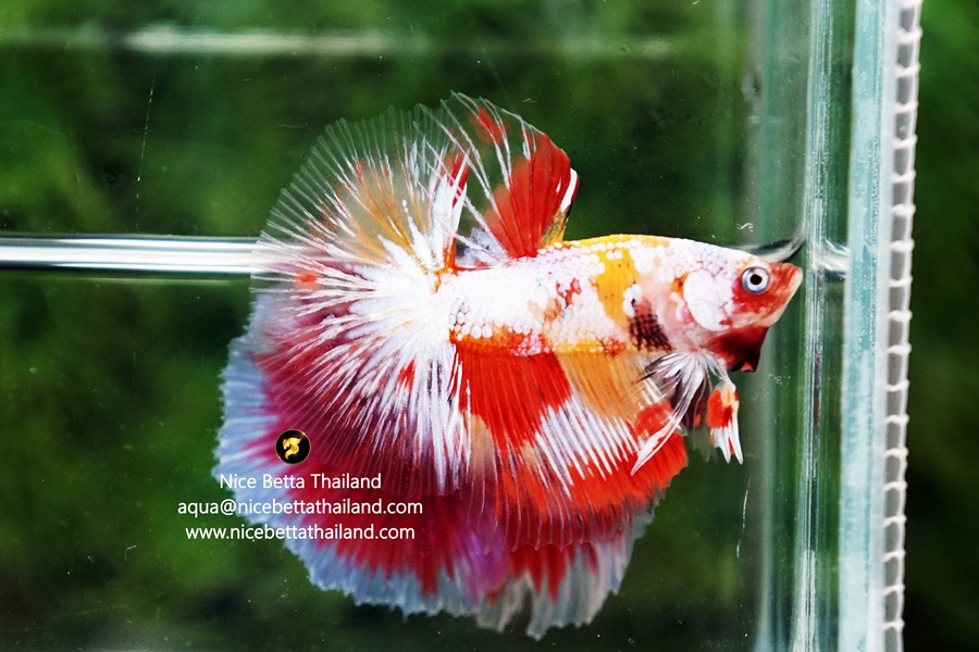 Candy Nemo By Nice Betta Thailand