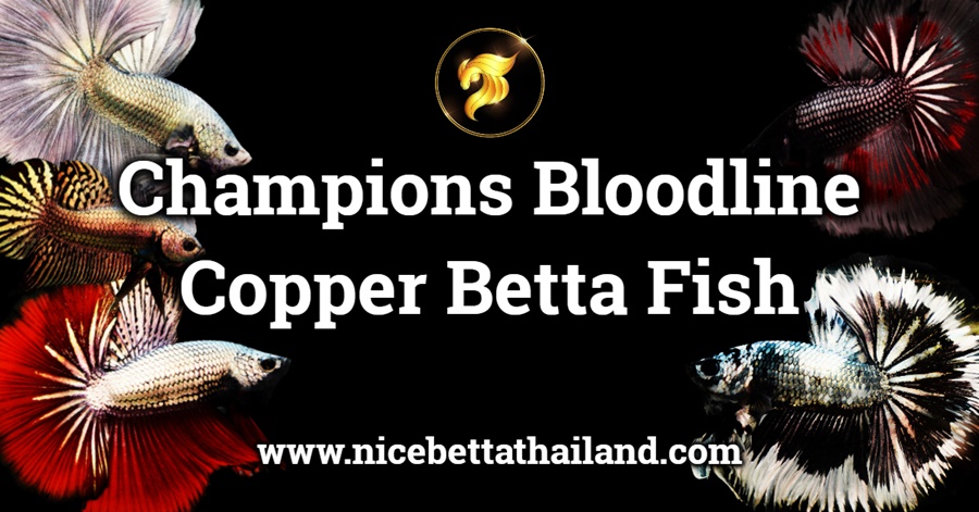 Copper Betta Fish Champions Bloodline