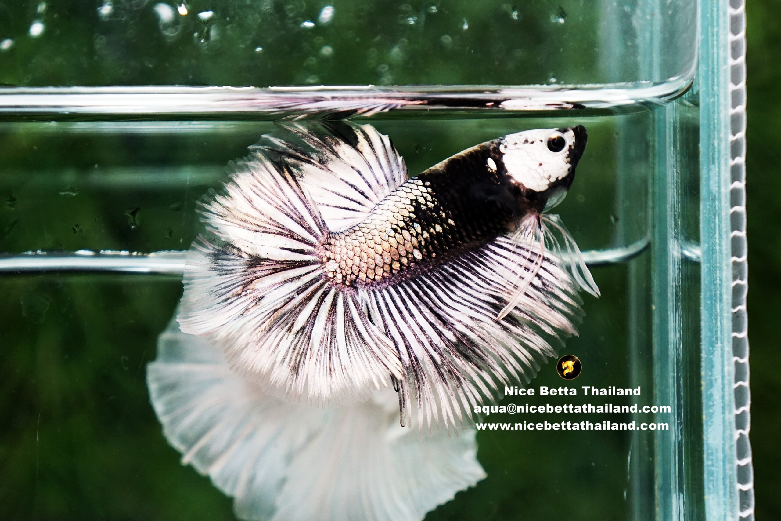 Copper Dragon with helmet marking By Nice Betta Thailand