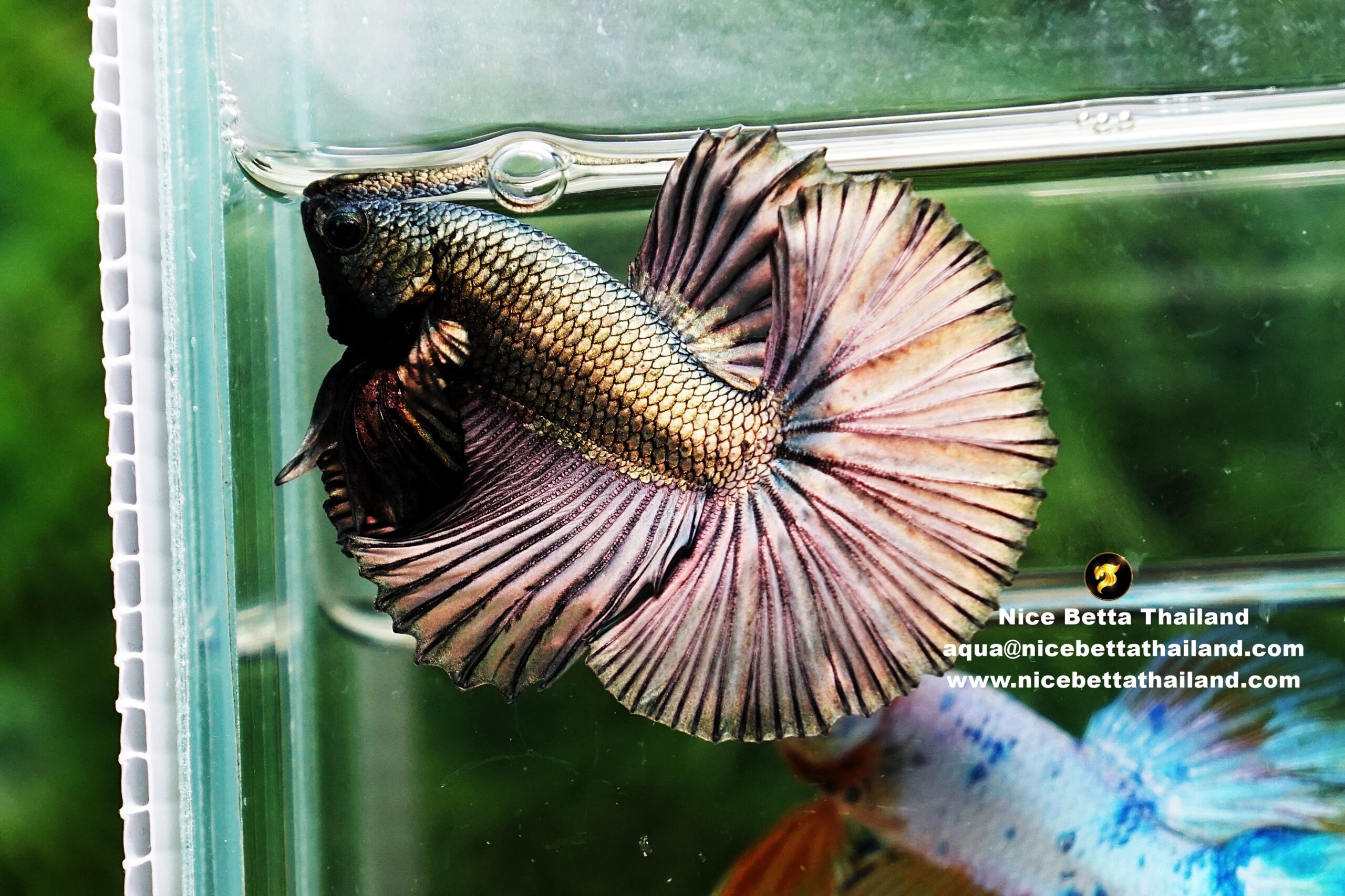 Copper Gold Betta Fish By Nice Betta Thialand