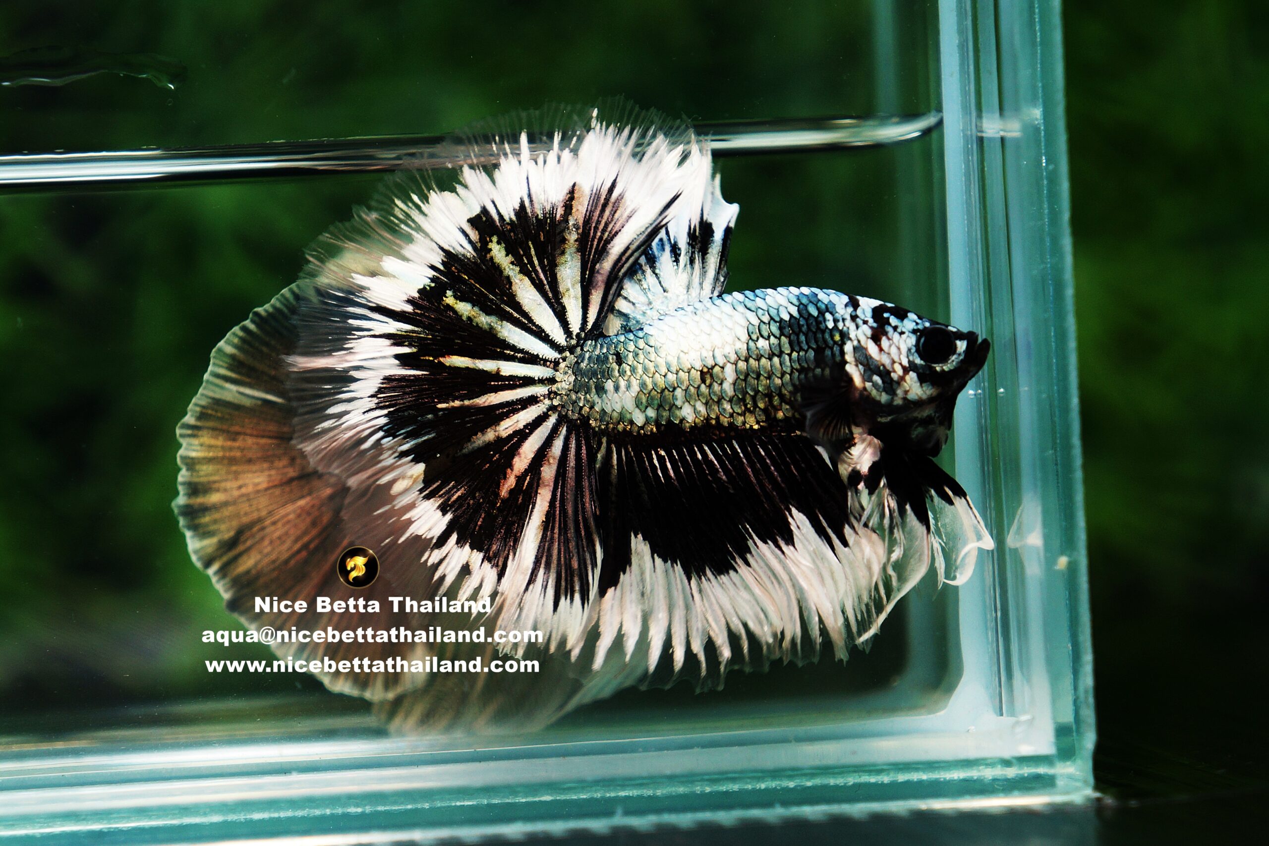 Copper Marble Betta Fish By Nice Betta Thailand