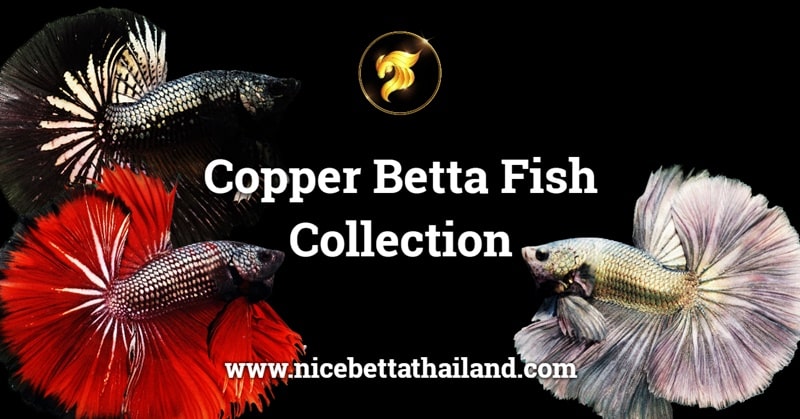 Copper betta fish