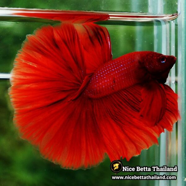 Betta Fish Big Deep Red Sky Hawk OHM - Image 3