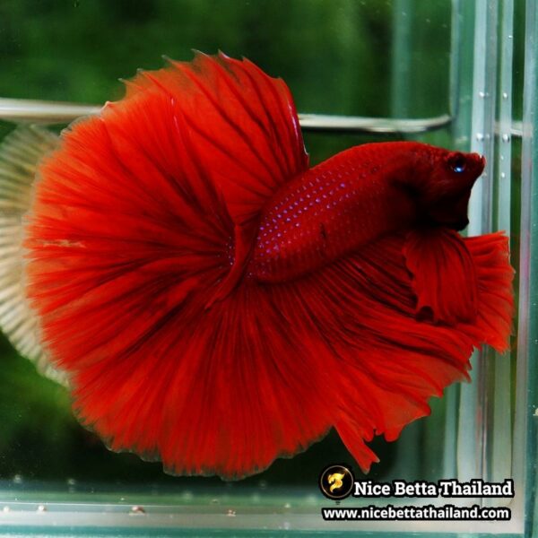 Betta Fish Big Deep Red Sky Hawk OHM - Image 5