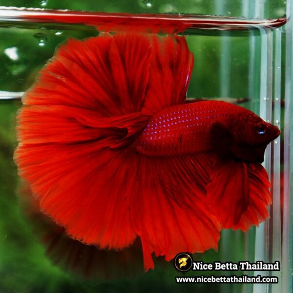 Betta Fish Big Deep Red Sky Hawk OHM - Image 7