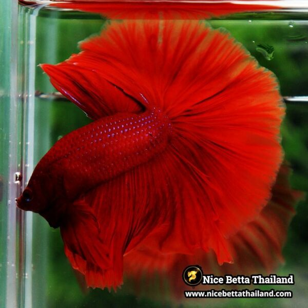 Betta Fish Big Deep Red Sky Hawk OHM - Image 4