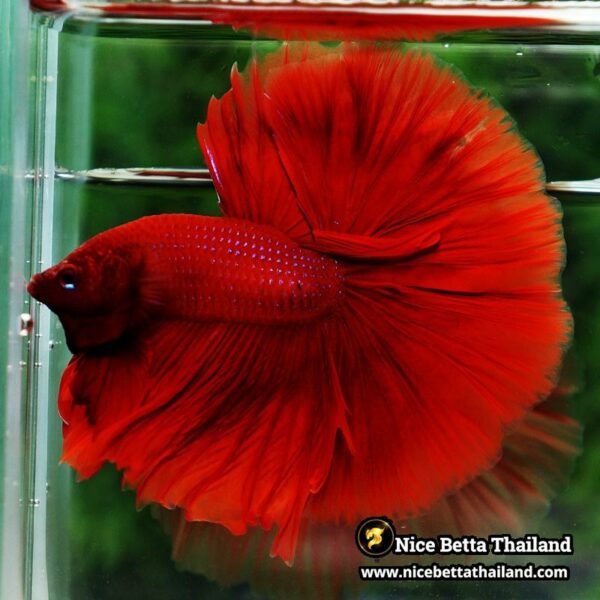 Betta Fish Big Deep Red Sky Hawk OHM - Image 2