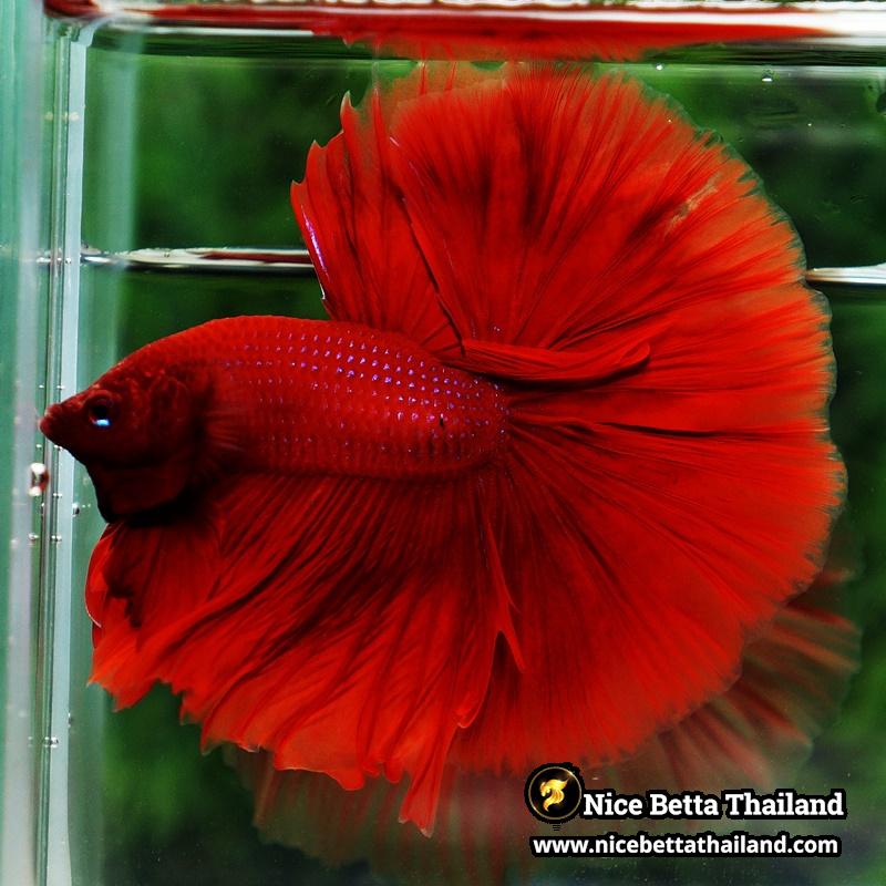 Betta Fish Big Deep Red Sky Hawk OHM