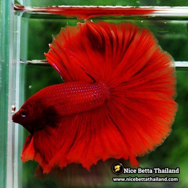 Betta Fish Big Deep Red Sky Hawk OHM - Image 6