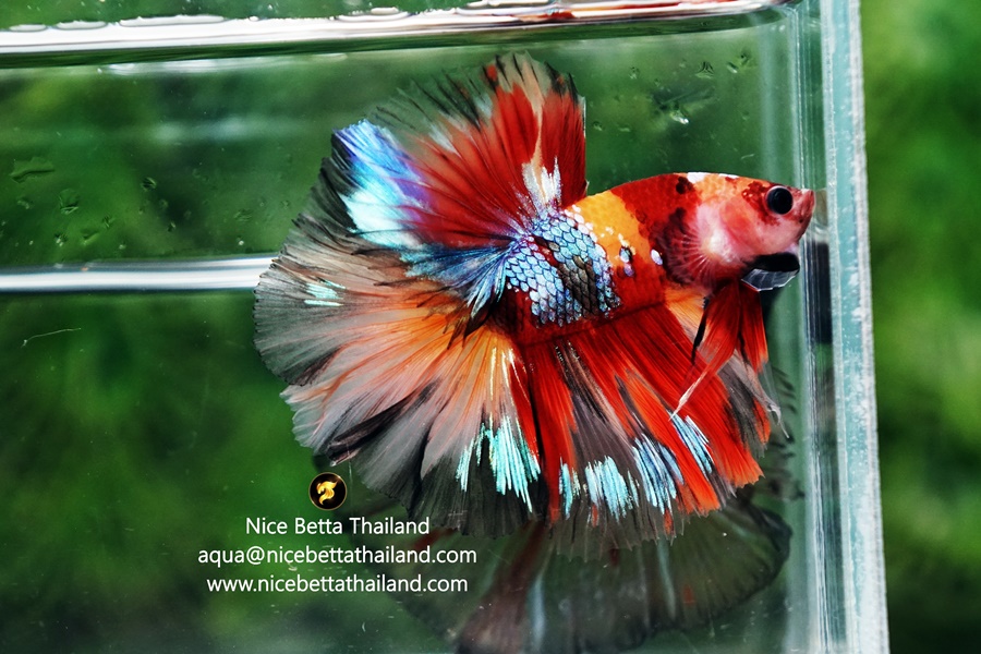 Emerald Candy Betta Fish By Nice Betta Thailand