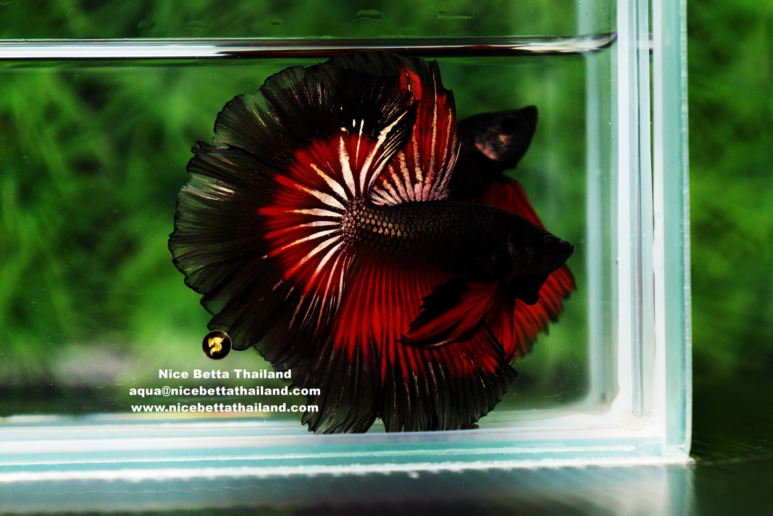 Hell Copper Betta Fish By Nice Betta Thailand