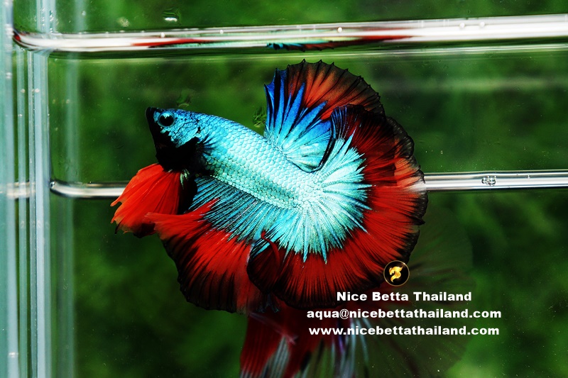 Rare Butterfly Betta Fish By Nice Betta Thailand