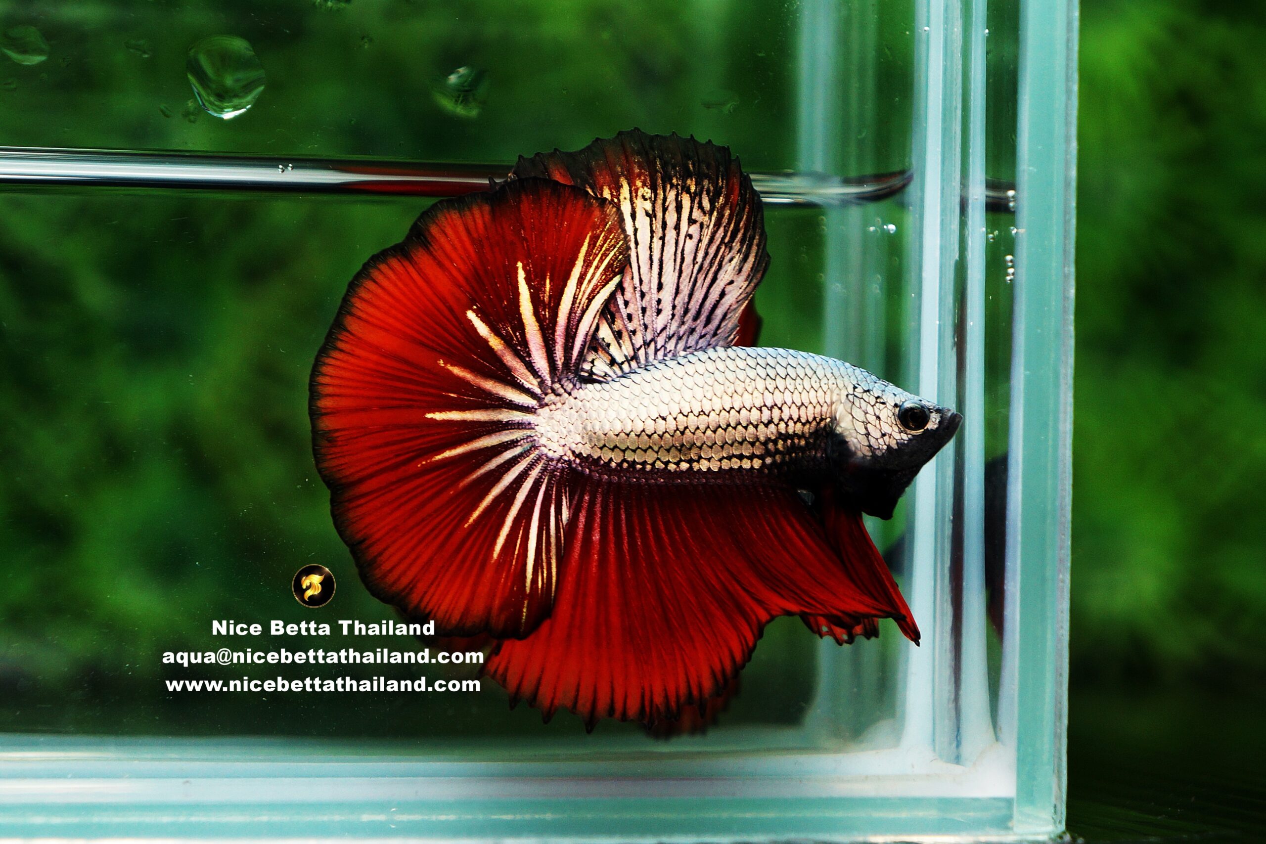 Red Copper Betta Fish By Nice Betta Thailand