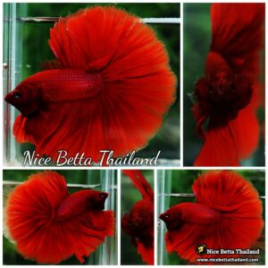 Betta Fish Big Deep Red Sky Hawk OHM