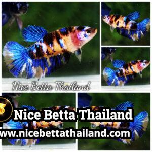 Female Betta Fish Tiger Yellow Blue Koi HM