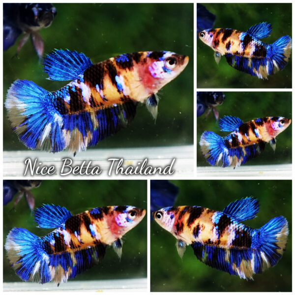 Female Betta Fish Tiger Yellow Blue Koi HM