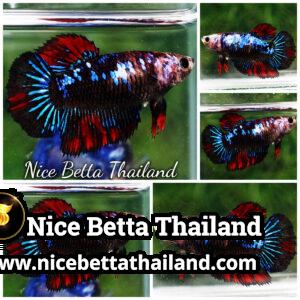 Female Betta Fish Vampire Warriors Galaxy HM