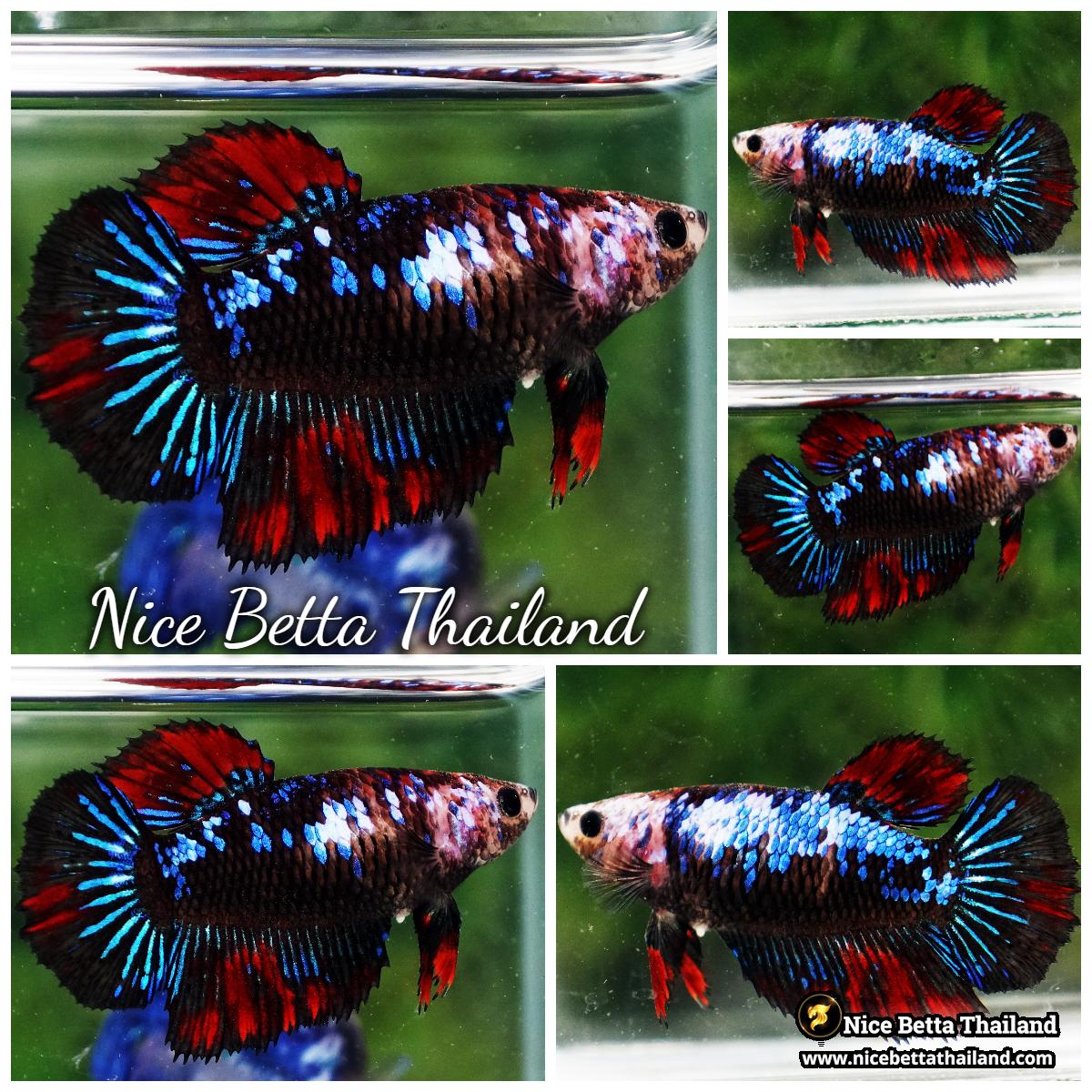 Female Betta Fish Vampire Warriors Galaxy HM