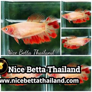 Female Betta Fish Armageddon Meteor HM