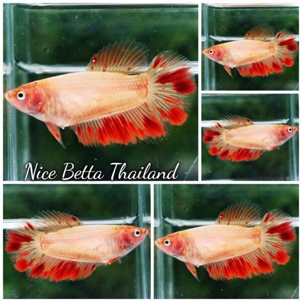 Female Betta Fish Armageddon Meteor HM