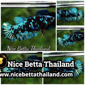 Female Betta Fish Blue & Copper Gordon Avatar HMPK