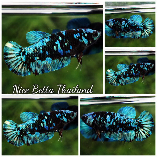 Female Betta Fish Blue & Copper Gordon Avatar HMPK