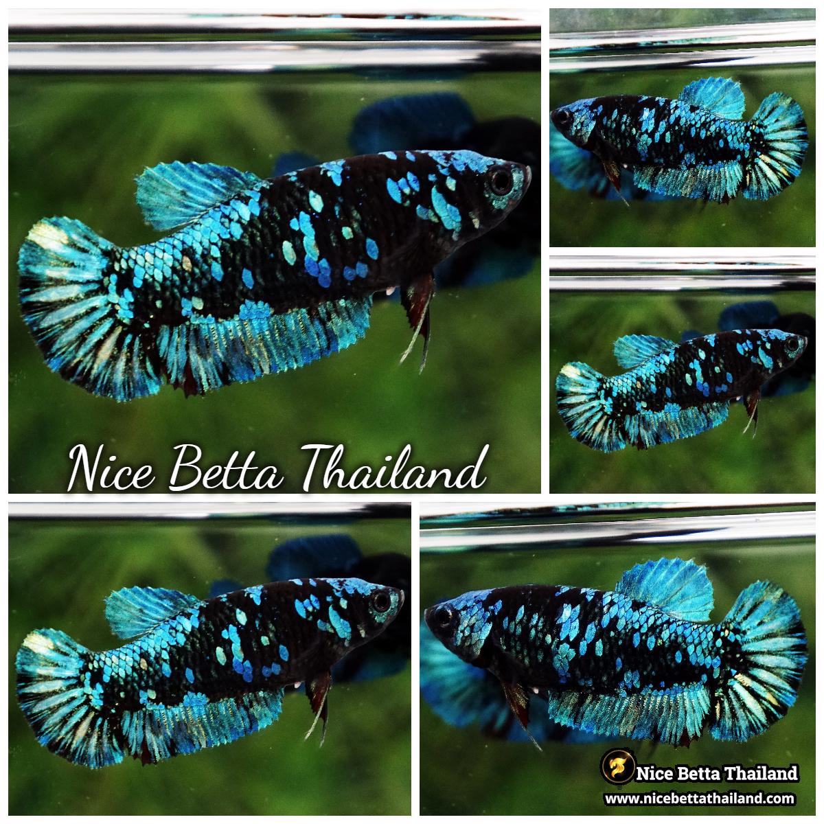 Female Betta Fish Blue & Copper Gordon Avatar HMPK