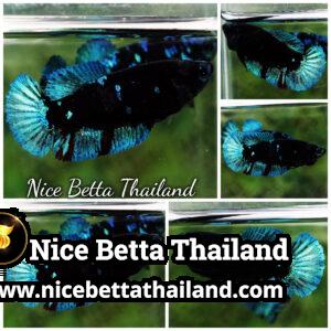 Betta Fish Avatar Black Hole Star HMPK