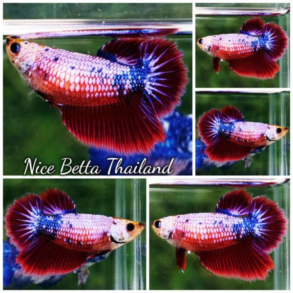 Female Betta Fish Fancy Dragon HM