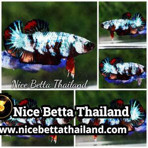 Female Betta Fish WhiteWalker Nemo HMPK