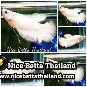 Female Betta Fish Sparkle White Copper Dragon HM