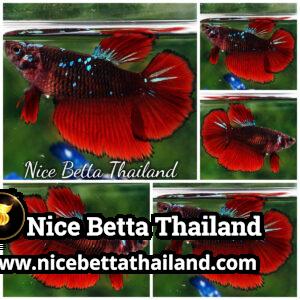 Female Betta Fish Hell Girl Black Star HM