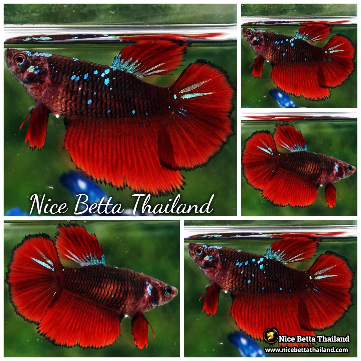 Female Betta Fish Hell Girl Black Star HM