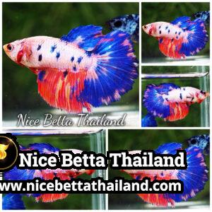 Female Betta Fish Fancy Magical Pink Blue Marble HM