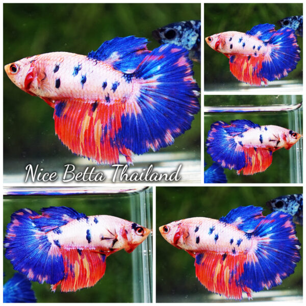 Female Betta Fish Fancy Magical Pink Blue Marble HM