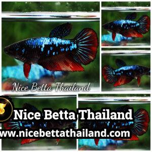 Female Betta Fish Dark On Fire Galaxy HM