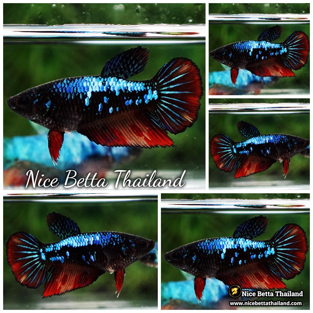 Female Betta Fish Dark On Fire Galaxy HM