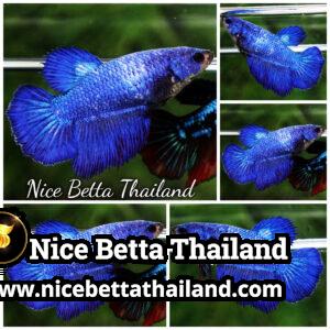 Female Betta Fish Steel Blue HM