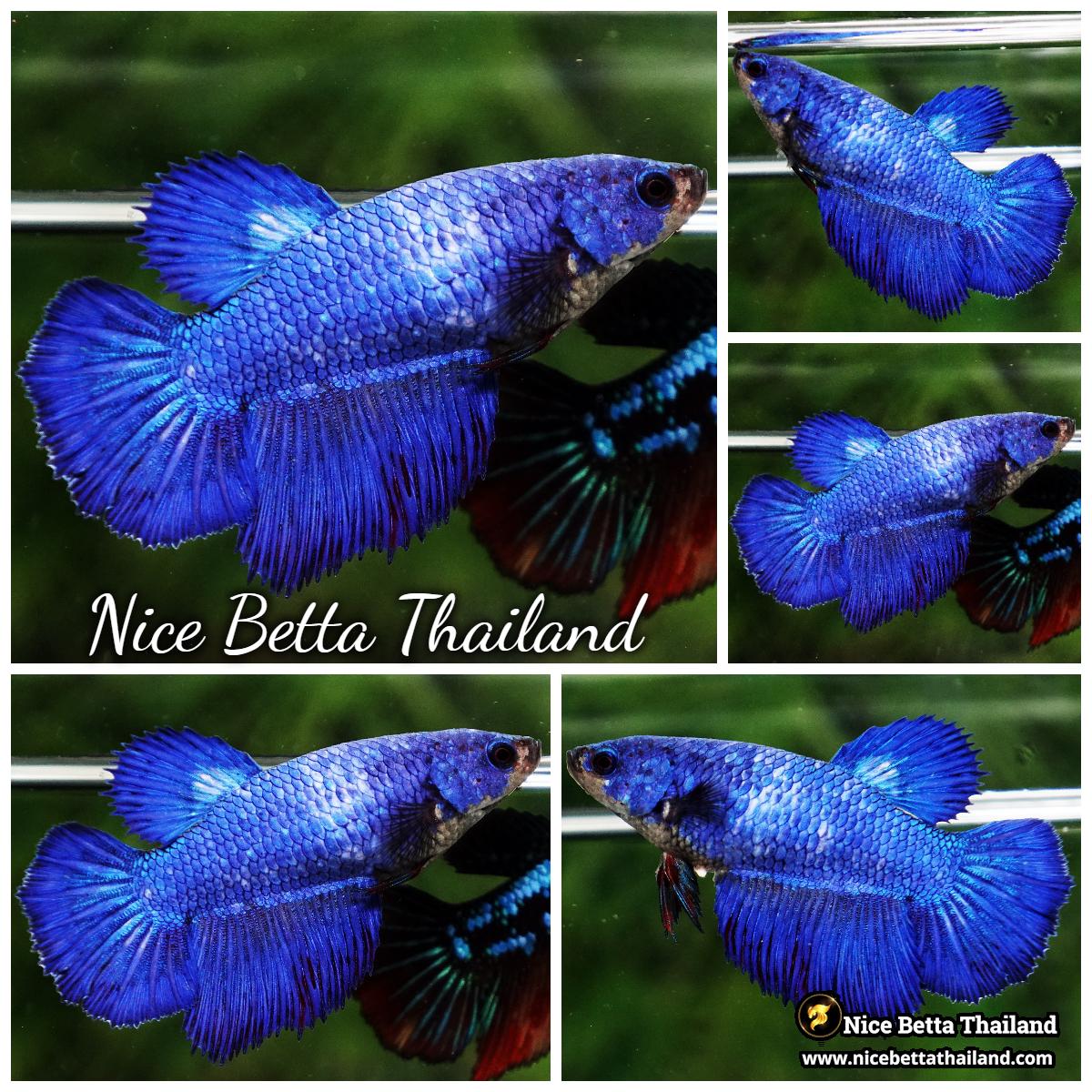 Female Betta Fish Steel Blue HM