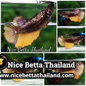 Female Betta Fish Copper Mustard Gas HM