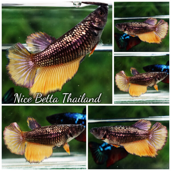 Female Betta Fish Copper Mustard Gas HM