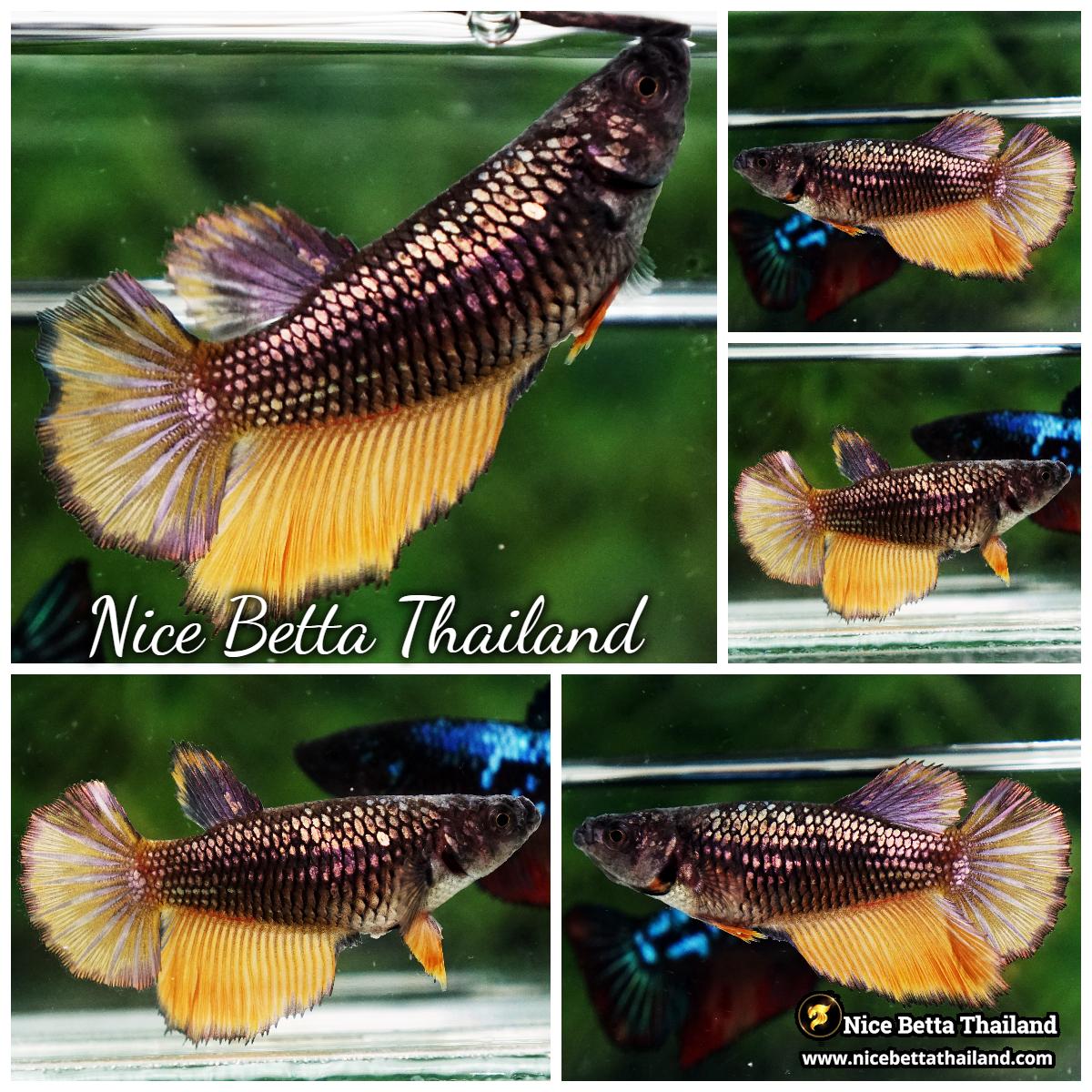 Female Betta Fish Copper Mustard Gas HM